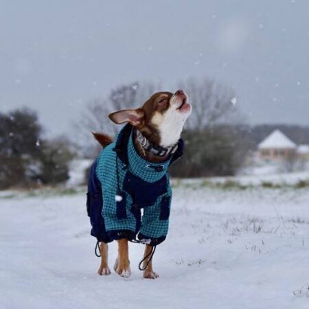 * PETER PAN * Wintermantel für Hunde mit D-Ring/Geschirr für Hunde