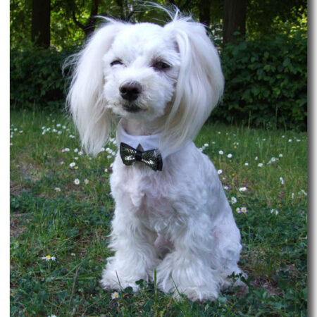 Hundefliege mit Kragen und Halsband WHITE CLASSIC