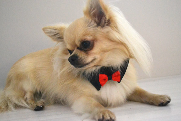 Hundefliege mit Kragen und Halsband BLACK CLASSIC