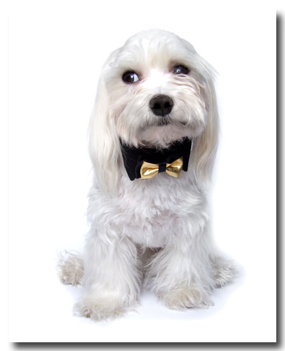 Hundefliege mit Kragen und Halsband BLACK CLASSIC