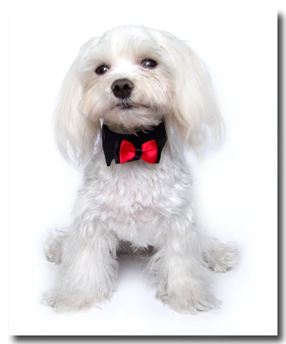 Hundefliege mit Kragen und Halsband BLACK CLASSIC