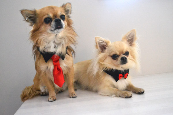 Hundefliege mit Kragen und Halsband BLACK CLASSIC