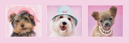 Rachael Hale (Canine Cuties)  Hunde Poster