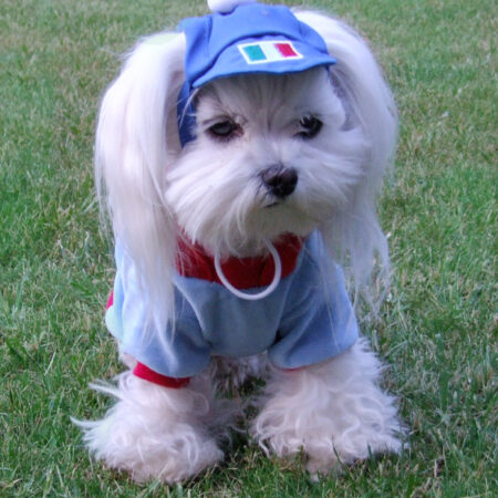 Hunde Sweatshirt ITALIA