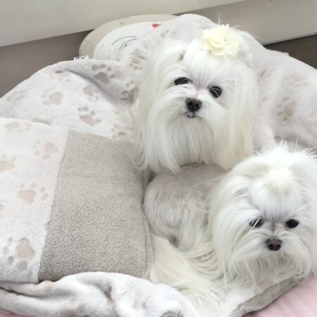 3 in 1 Handtuch, Schlafsack, Decke PAW BEIGE