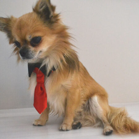 Hundekragen Hundekrawatte auf Halsband  BLACK CLASSIC