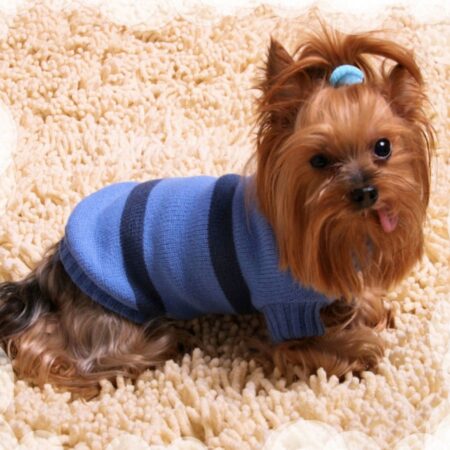 Hunde Pullover WIKI BOY