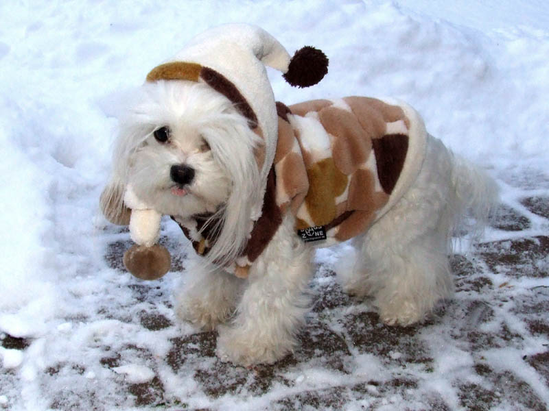 Hundepulli BIG HEART BROWN/CREME RESTPOSTEN