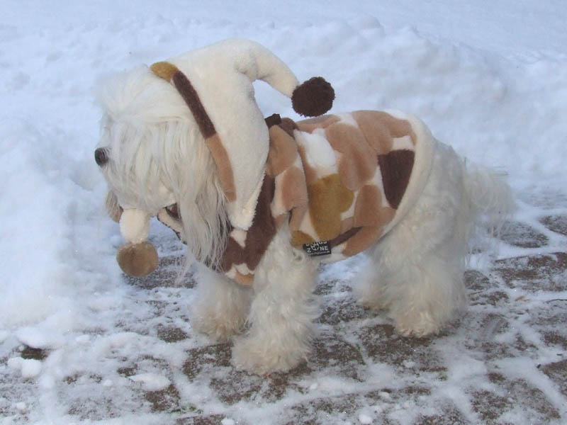 Hundepulli BIG HEART BROWN/CREME RESTPOSTEN