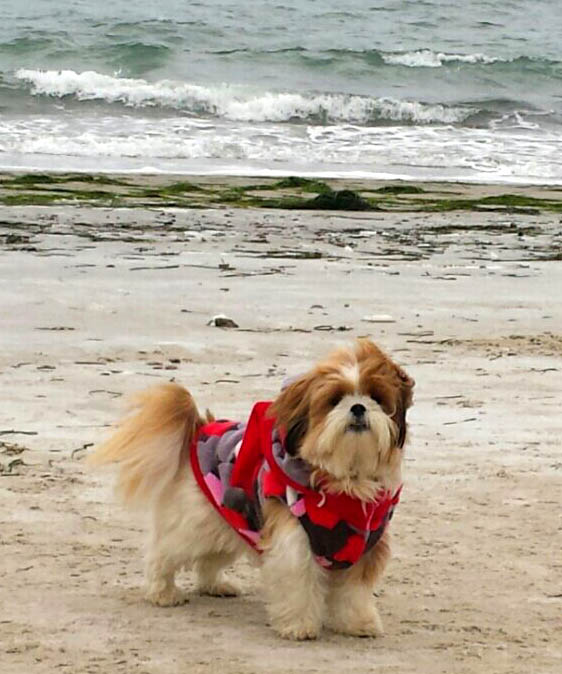 Hundepulli BIG HEART GREY/RED RESTPOSTEN