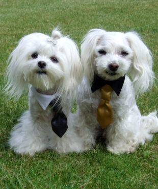 Hundekragen Hundekrawatte auf Halsband BLACK CRAZY