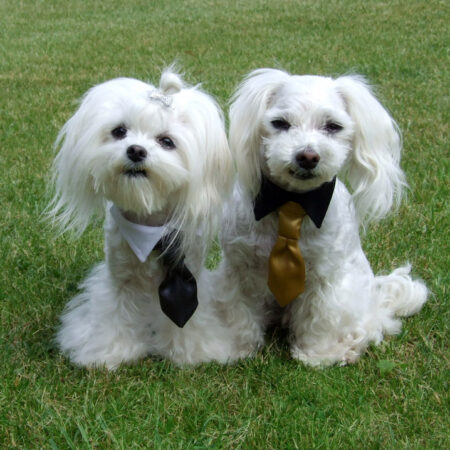 Hundekragen Hundekrawatte auf Halsband  BLACK CRAZY