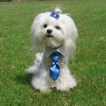 Hundekragen Hundekrawatte auf Halsband  WHITE CRAZY