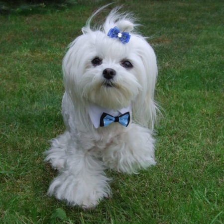 Hundefliege mit Kragen und Halsband  WHITE  CRAZY