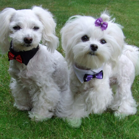 Hundefliege mit Kragen und Halsband BLACK  CRAZY