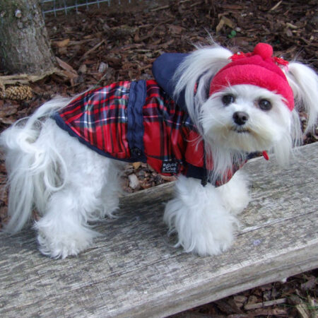 Hundejacke,Winterjacke RED-BLAU KARO