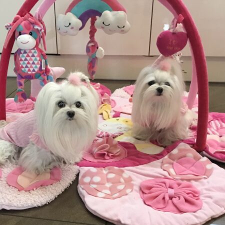 BIG KUH Schnüffelteppich mit Bögen für Hunde,Katzen,Welpen