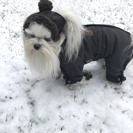 *BROWN PAWS * Wintermantel mit Schalmit D-Ring,kurze Beine für Hunde