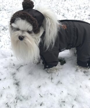 *BROWN PAWS * Wintermantel mit Schalmit D-Ring,kurze Beine für Hunde