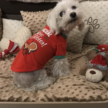 **COOKIE TESTER **Nikolaus T-Shirt