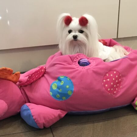 Dinosaurier pink Lustiges Hundebett