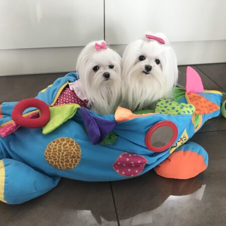 Dinosaurier türkisblau Lustiges Hundebett