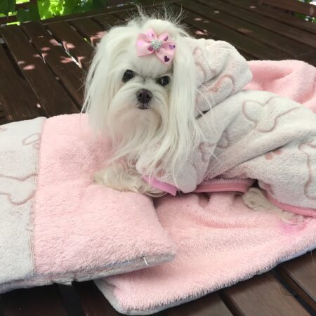 Doppelseitiger Bademantel für Hunde KNOCHEN ROSA