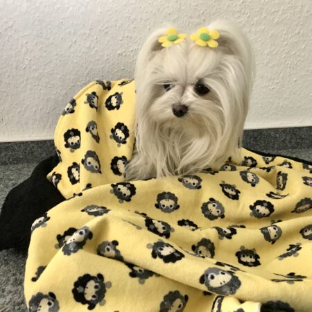 Doppelseitiges Badetuch für Hund SCHAFF