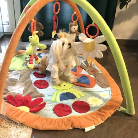 FROSCH & Co  Schnüffelteppich mit Bögen für Hunde,Katzen,Welpen