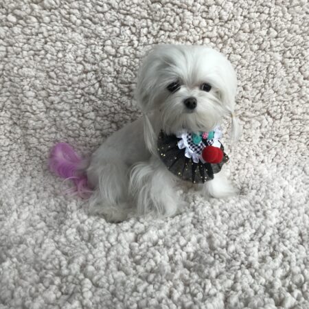 Festlicher Kragen Bomel schwarz