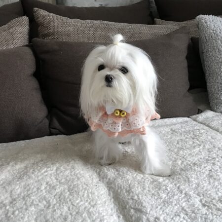 Festlicher Kragen Glocke Apricot