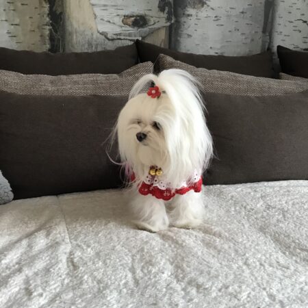 Festlicher Kragen Glocke Rot