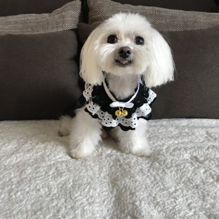 Festlicher Kragen Glocke Schwarz