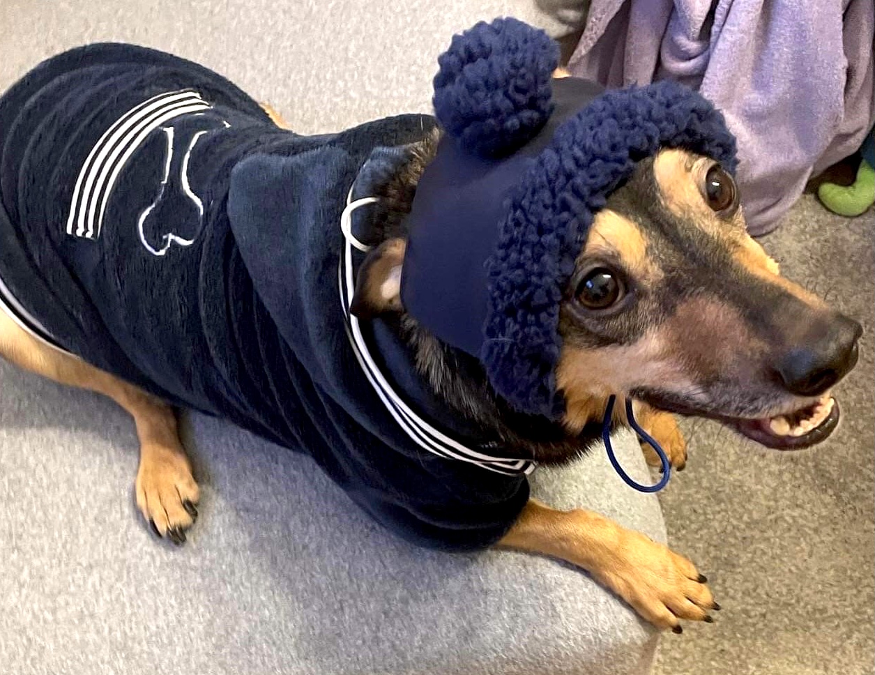 Hunde Bommelmütze BLUE