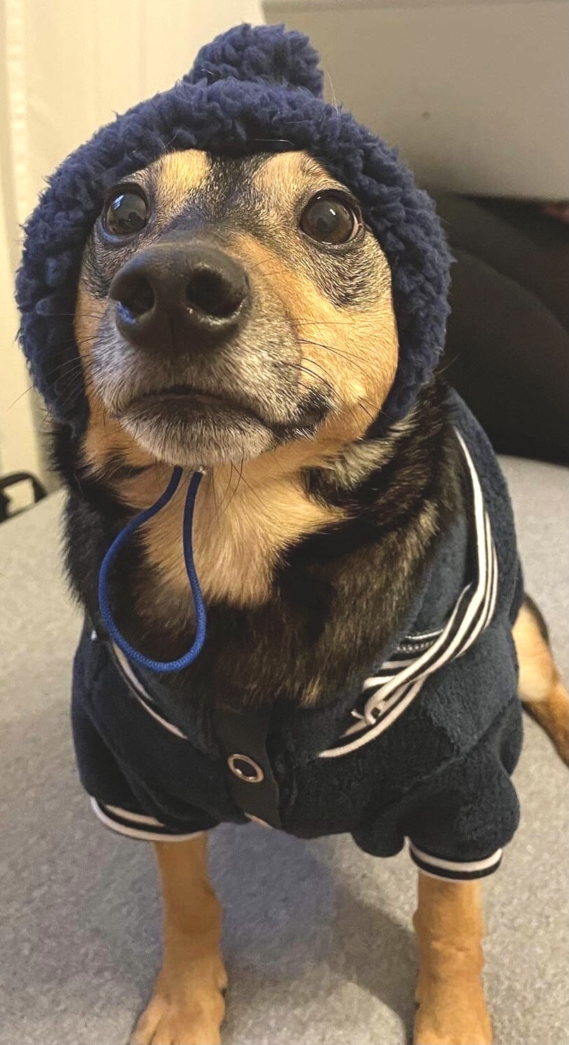 Hunde Bommelmütze BLUE