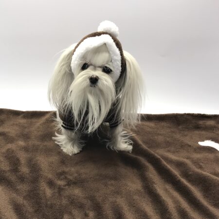 Hunde Bommelmütze BRAUN-WEISS