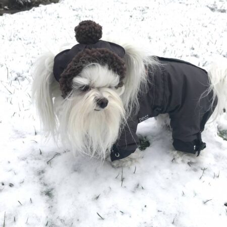 Hunde Bommelmütze BROWN