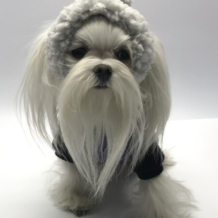 Hunde Bommelmütze GREY