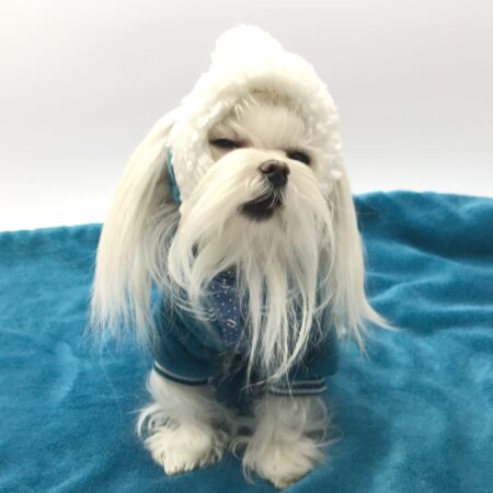 Hunde Bommelmütze PETROL-WEISS