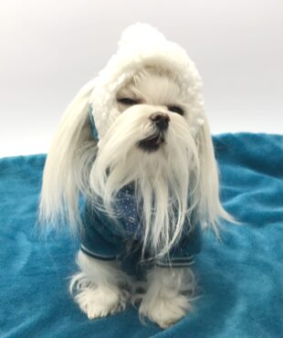 Hunde Bommelmütze PETROL-WEISS