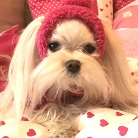 Hunde Bommelmütze PINK