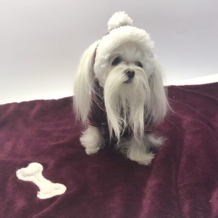 Hunde Bommelmütze WEINROT -WHITE