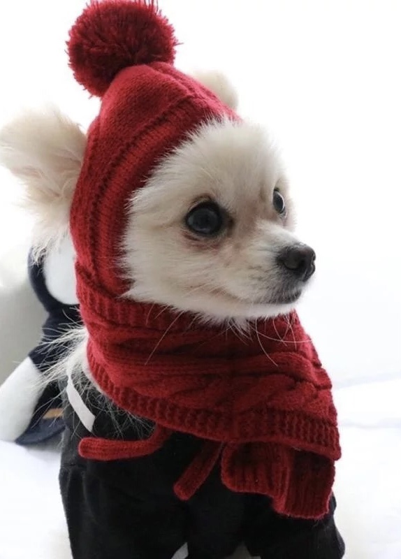 Hunde CAPPY DARKRED SNOW DOG + Schal