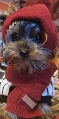 Hunde CAPPY DARKRED SNOW DOG + Schal