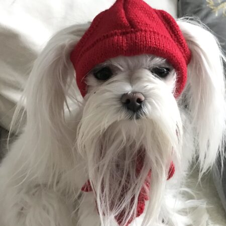 Hunde CAPPY RED SNOW DOG + Schal