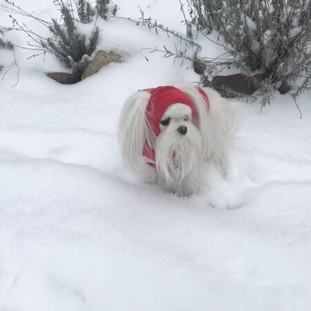 Hunde Cappy Wintermütze NESNA RED