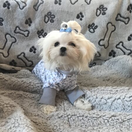 Hunde-Decke Kuscheldecke BONE GREY