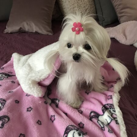 Hunde-Decke Kuscheldecke EINHORN