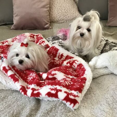 Hunde-Decke Kuscheldecke RENTIER
