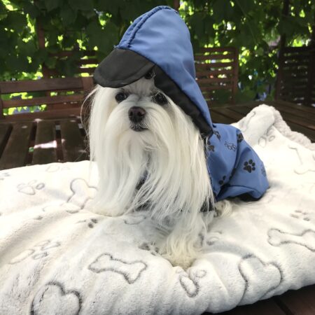 Hunde Regenjacke BLUE PAW mit Reisverschluss